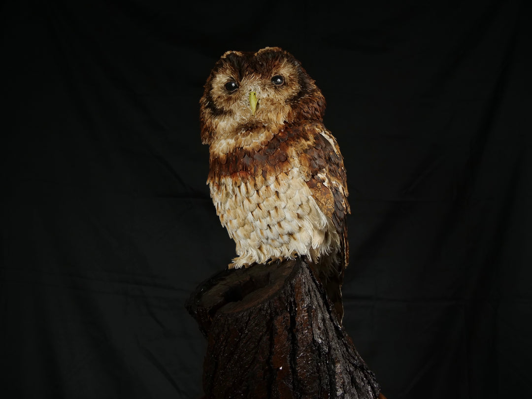 Hyperrealistic paper sculpture of a tawny owl perched on a dark wooden branch, featuring hand-cut brown, tan, and cream plumage with a yellow-green beak, set against a dramatic black backdrop.