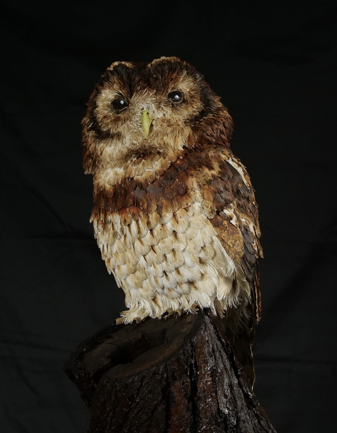Hyperrealistic paper sculpture of a tawny owl perched on a dark wooden branch, featuring hand-cut brown, tan, and cream plumage with a yellow-green beak, set against a dramatic black backdrop.