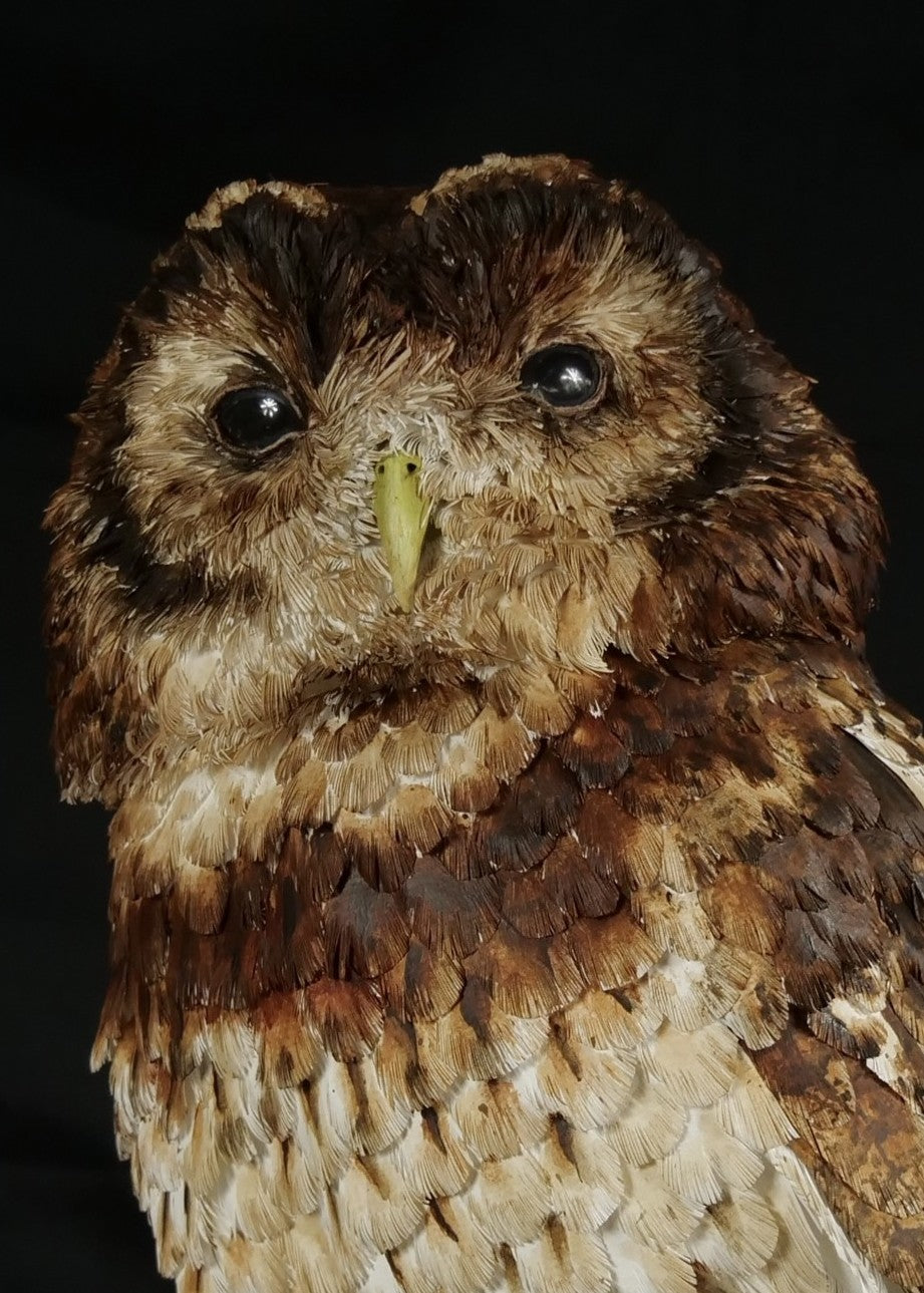 Hyperrealistic paper sculpture of a tawny owl perched on a dark wooden branch, featuring hand-cut brown, tan, and cream plumage with a yellow-green beak, set against a dramatic black backdrop.