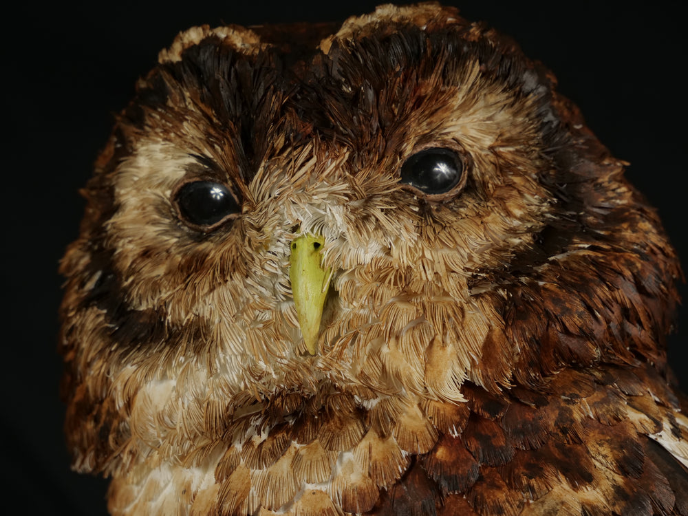 Hyperrealistic paper sculpture of a tawny owl perched on a dark wooden branch, featuring hand-cut brown, tan, and cream plumage with a yellow-green beak, set against a dramatic black backdrop.