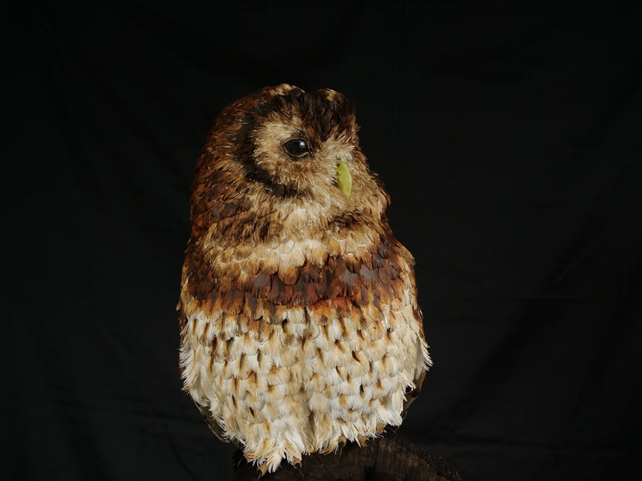 Hyperrealistic paper sculpture of a tawny owl perched on a dark wooden branch, featuring hand-cut brown, tan, and cream plumage with a yellow-green beak, set against a dramatic black backdrop.
