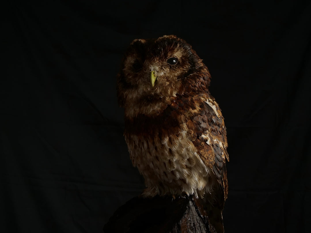 Hyperrealistic paper sculpture of a tawny owl perched on a dark wooden branch, featuring hand-cut brown, tan, and cream plumage with a yellow-green beak, set against a dramatic black backdrop.