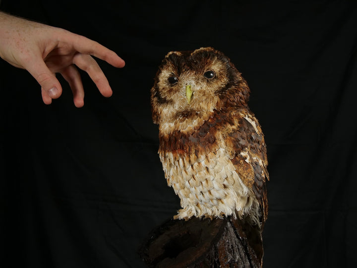 Hyperrealistic paper sculpture of a tawny owl perched on a dark wooden branch, featuring hand-cut brown, tan, and cream plumage with a yellow-green beak, set against a dramatic black backdrop.