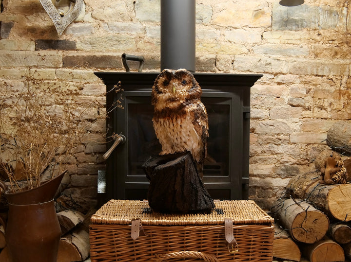 Hyperrealistic paper sculpture of a tawny owl perched on a dark wooden branch, featuring hand-cut brown, tan, and cream plumage with a yellow-green beak, set against a dramatic black backdrop.