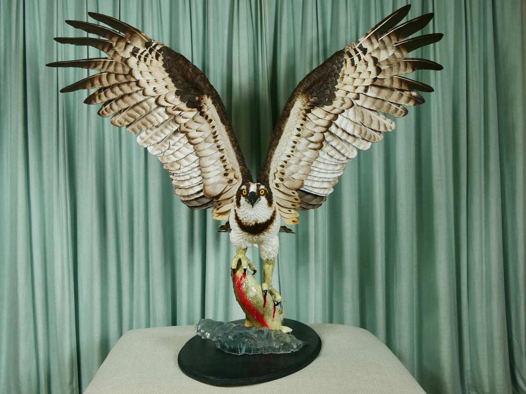 A dramatic paper sculpture of an osprey mid-flight, wings fully extended, clutching a rainbow trout in its talons. Featuring hand-cut, painted feathers in rich browns, creams, and ochres, with a vivid yellow eye and bold red markings on the fish. Set on a sculpted base representing water, with a fine outline of Scotland etched into the resin.