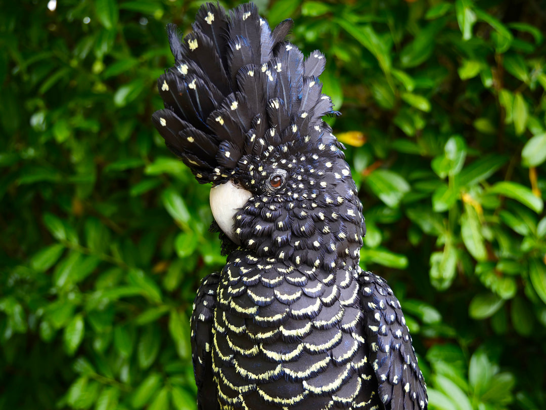 A highly detailed paper sculpture of a Red-tailed Black Cockatoo perched confidently on a wooden post, with jet black plumage dotted in pale yellow and ivory, a curved bone-coloured beak, and bold red-orange tail feathers, set against lush green foliage.