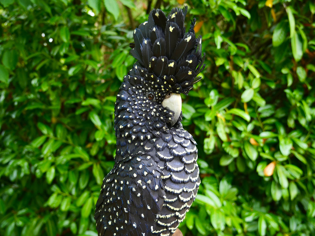 A highly detailed paper sculpture of a Red-tailed Black Cockatoo perched confidently on a wooden post, with jet black plumage dotted in pale yellow and ivory, a curved bone-coloured beak, and bold red-orange tail feathers, set against lush green foliage.