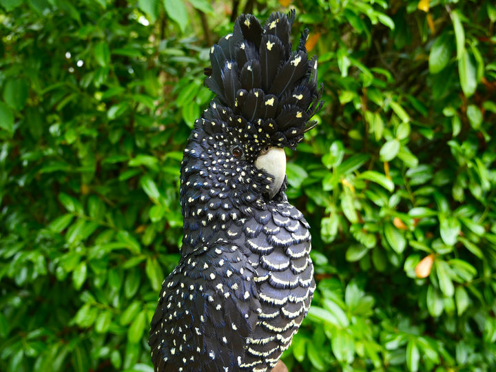 A highly detailed paper sculpture of a Red-tailed Black Cockatoo perched confidently on a wooden post, with jet black plumage dotted in pale yellow and ivory, a curved bone-coloured beak, and bold red-orange tail feathers, set against lush green foliage.