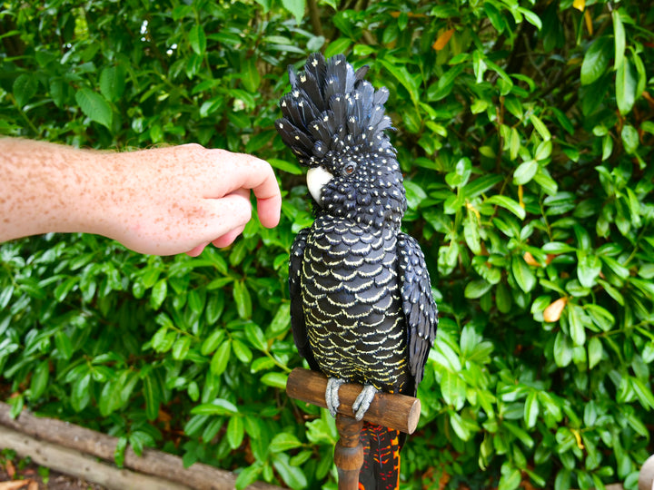 A highly detailed paper sculpture of a Red-tailed Black Cockatoo perched confidently on a wooden post, with jet black plumage dotted in pale yellow and ivory, a curved bone-coloured beak, and bold red-orange tail feathers, set against lush green foliage.