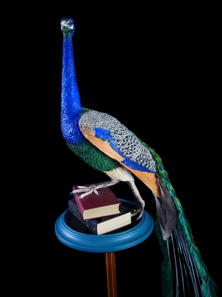 Arrogant Beauty by Jamie Lord – a life-size peacock sculpture meticulously crafted from hand-cut, hand-painted 260gsm pastel paper feathers. The peacock stands proudly atop stacked vintage books, its vivid green and blue plumage cascading nearly to the floor. Designed to symbolise pride, intelligence, and transformation, the sculpture features lifelike detail and rich texture, standing 1.75 metres tall and presented against a black backdrop.