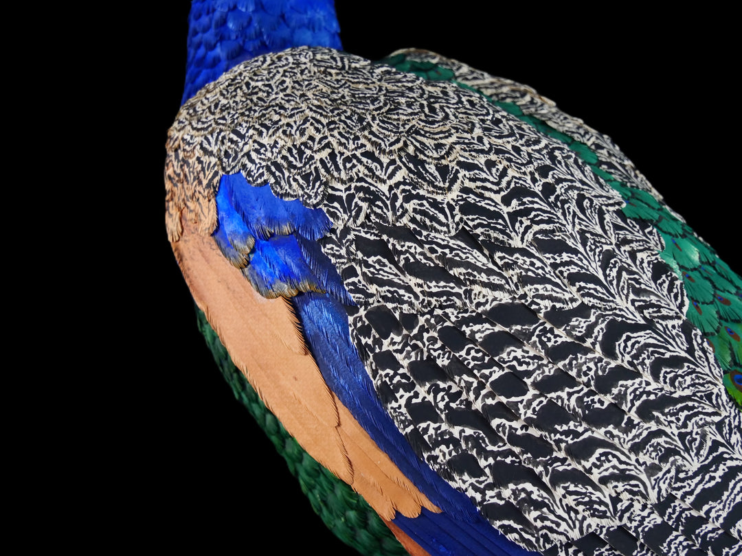 Arrogant Beauty by Jamie Lord – a life-size peacock sculpture meticulously crafted from hand-cut, hand-painted 260gsm pastel paper feathers. The peacock stands proudly atop stacked vintage books, its vivid green and blue plumage cascading nearly to the floor. Designed to symbolise pride, intelligence, and transformation, the sculpture features lifelike detail and rich texture, standing 1.75 metres tall and presented against a black backdrop.