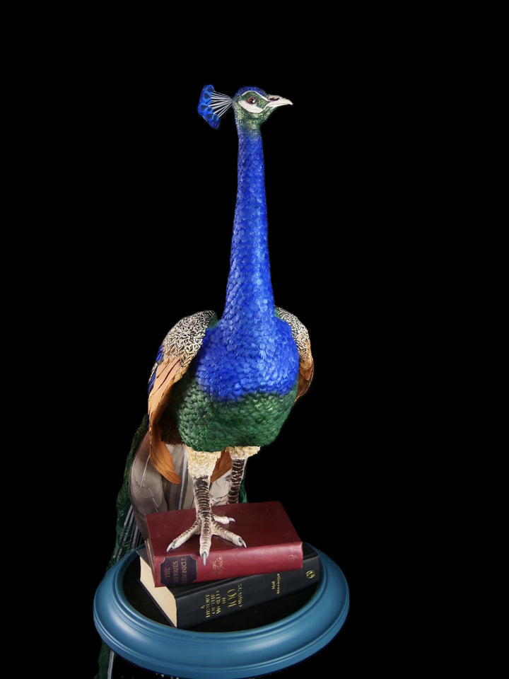 Arrogant Beauty by Jamie Lord – a life-size peacock sculpture meticulously crafted from hand-cut, hand-painted 260gsm pastel paper feathers. The peacock stands proudly atop stacked vintage books, its vivid green and blue plumage cascading nearly to the floor. Designed to symbolise pride, intelligence, and transformation, the sculpture features lifelike detail and rich texture, standing 1.75 metres tall and presented against a black backdrop.