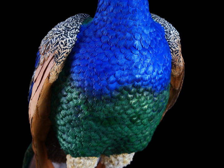 Arrogant Beauty by Jamie Lord – a life-size peacock sculpture meticulously crafted from hand-cut, hand-painted 260gsm pastel paper feathers. The peacock stands proudly atop stacked vintage books, its vivid green and blue plumage cascading nearly to the floor. Designed to symbolise pride, intelligence, and transformation, the sculpture features lifelike detail and rich texture, standing 1.75 metres tall and presented against a black backdrop.