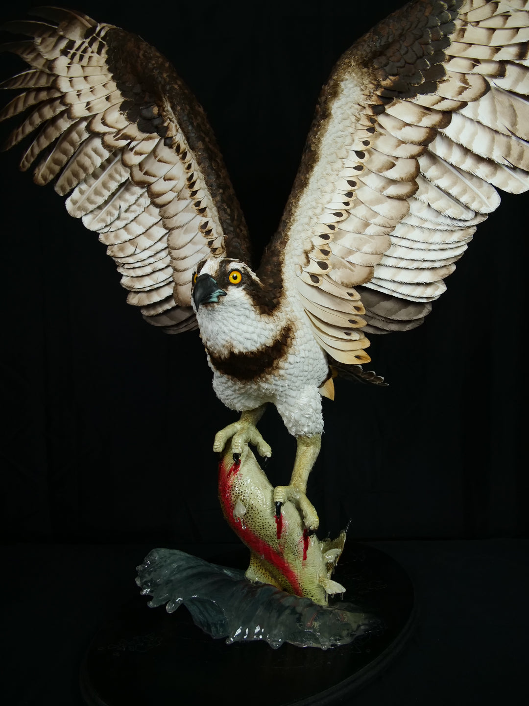 A dramatic paper sculpture of an osprey mid-flight, wings fully extended, clutching a rainbow trout in its talons. Featuring hand-cut, painted feathers in rich browns, creams, and ochres, with a vivid yellow eye and bold red markings on the fish. Set on a sculpted base representing water, with a fine outline of Scotland etched into the resin.