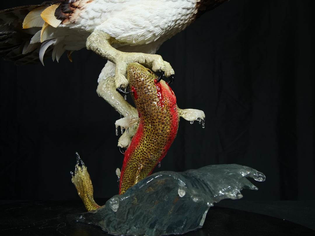 A dramatic paper sculpture of an osprey mid-flight, wings fully extended, clutching a rainbow trout in its talons. Featuring hand-cut, painted feathers in rich browns, creams, and ochres, with a vivid yellow eye and bold red markings on the fish. Set on a sculpted base representing water, with a fine outline of Scotland etched into the resin.