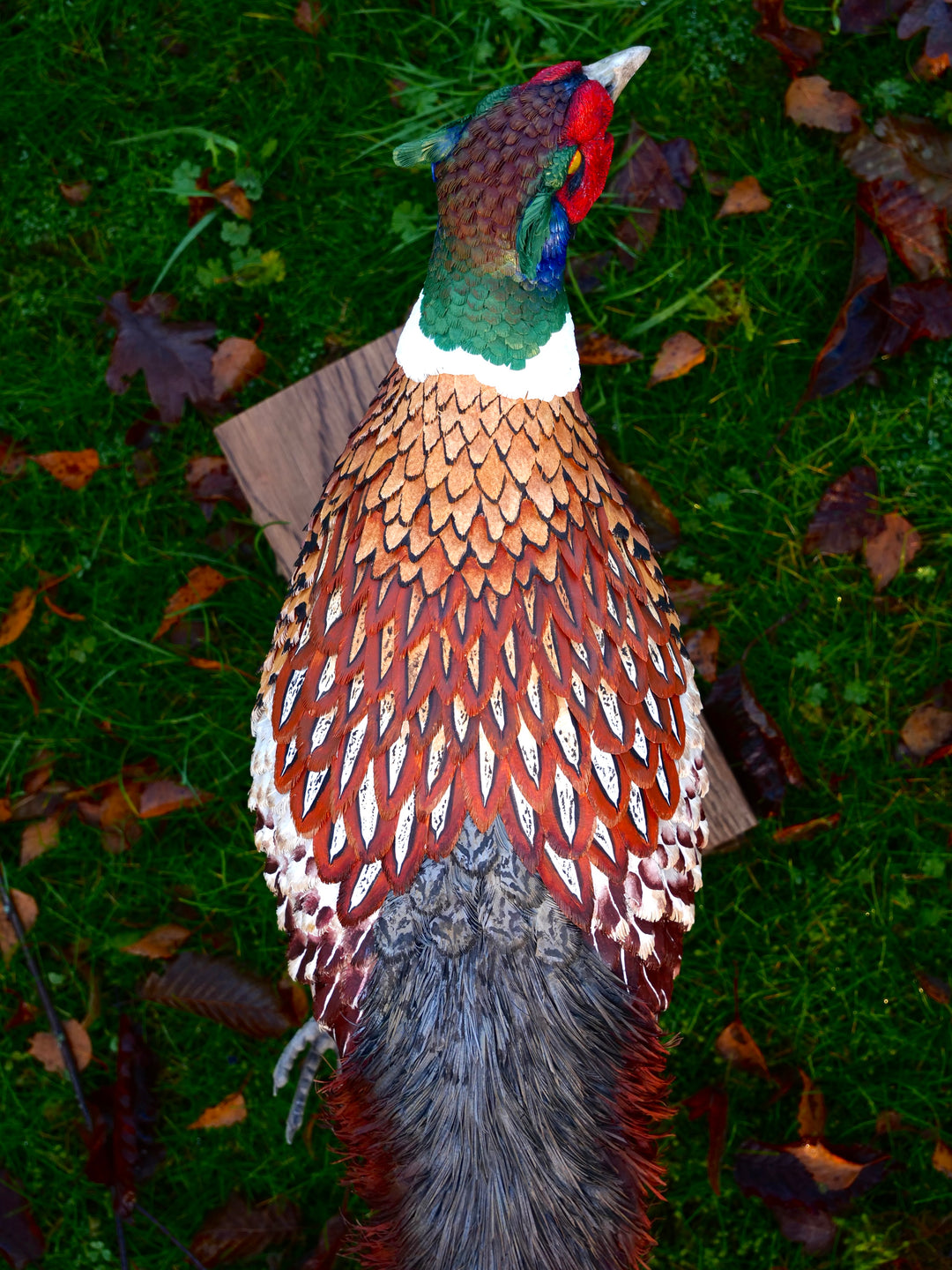 Running pheasant sculpture by Jamie Lord with layered hand-cut archival paper feathers on oak base, mixed media British wildlife artwork from The Collective Collection wall art
