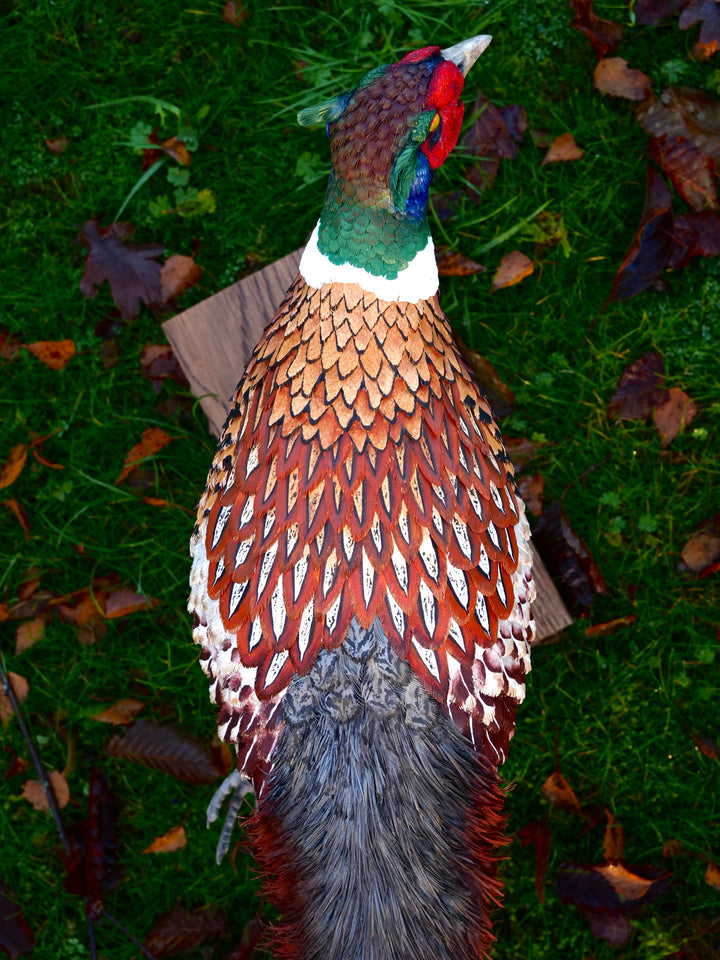 Running pheasant sculpture by Jamie Lord with layered hand-cut archival paper feathers on oak base, mixed media British wildlife artwork from The Collective Collection wall art