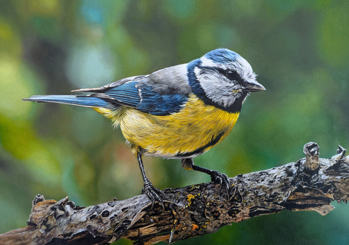 Hyperrealistic oil painting of a bluetit perched on a textured branch, showcasing fine feather detail in shades of vibrant blue, lemon yellow, white and grey, set against a soft-focus green and gold natural background.