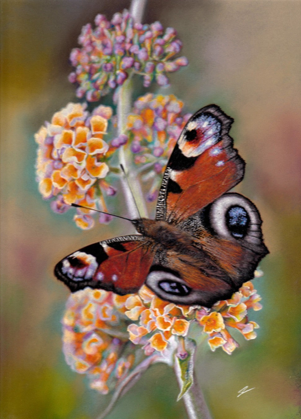Pastel artwork of a richly coloured Peacock butterfly perched on a cluster of orange and purple flowers, with vivid red-brown wings and distinctive eye-spot patterns. The background blends soft green, gold, and mauve tones to enhance the butterfly’s bold contrast.