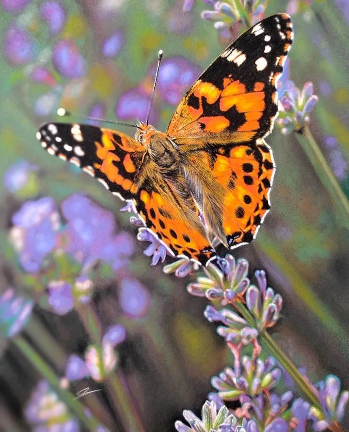 Pastel artwork of a vibrant orange Painted Lady butterfly perched delicately on a lavender stem, with softly blurred purple and green foliage in the background. The butterfly's wings display striking black, white, and orange patterns, rendered with precise detail and gentle texture.