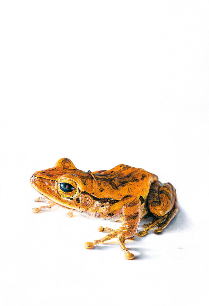 Hyperrealistic oil painting of a tree frog rendered in striking orange and gold tones, set against a stark white background. The frog’s eye gleams with lifelike detail, and its mottled skin shows intricate textures, suggesting vulnerability and presence.