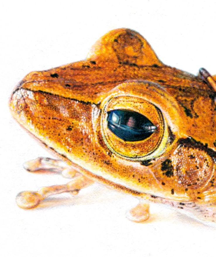 Hyperrealistic oil painting of a tree frog rendered in striking orange and gold tones, set against a stark white background. The frog’s eye gleams with lifelike detail, and its mottled skin shows intricate textures, suggesting vulnerability and presence.