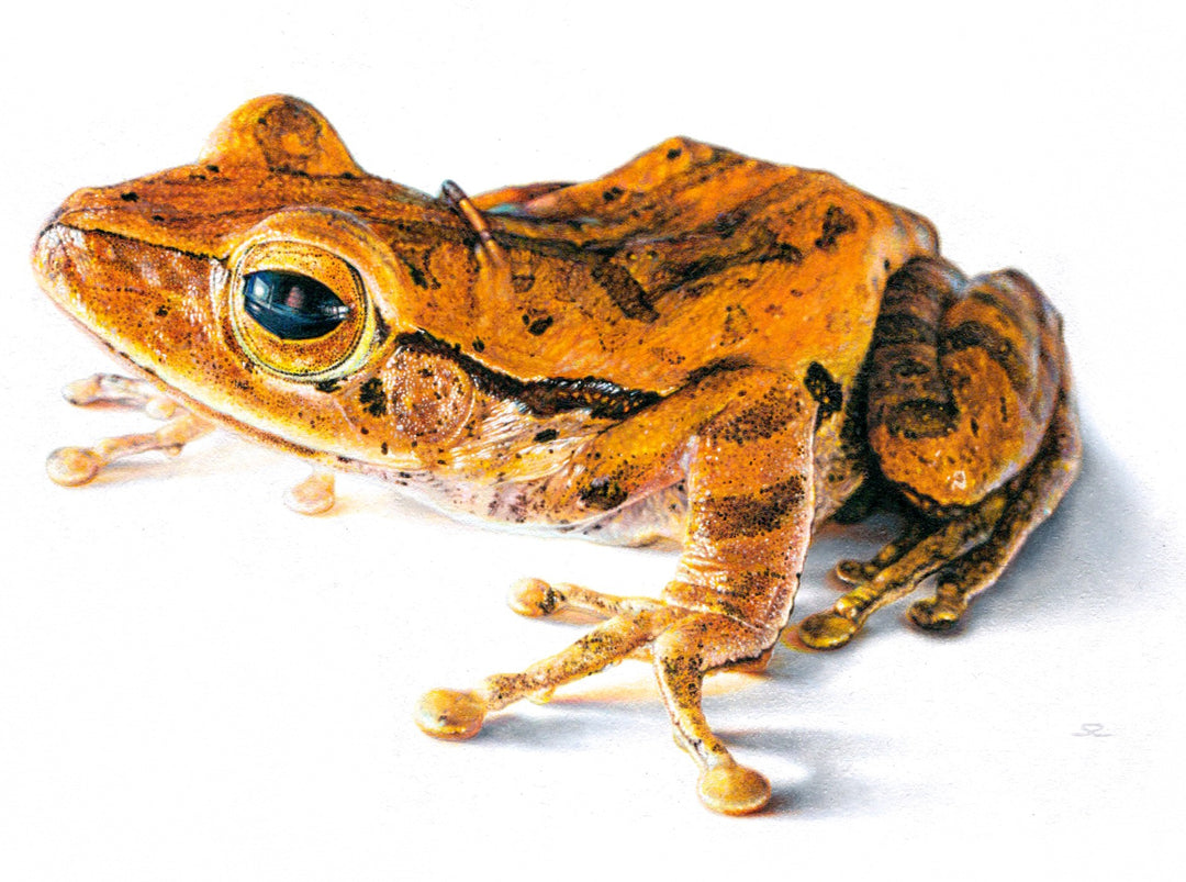 Hyperrealistic oil painting of a tree frog rendered in striking orange and gold tones, set against a stark white background. The frog’s eye gleams with lifelike detail, and its mottled skin shows intricate textures, suggesting vulnerability and presence.