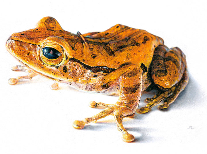 Hyperrealistic oil painting of a tree frog rendered in striking orange and gold tones, set against a stark white background. The frog’s eye gleams with lifelike detail, and its mottled skin shows intricate textures, suggesting vulnerability and presence.