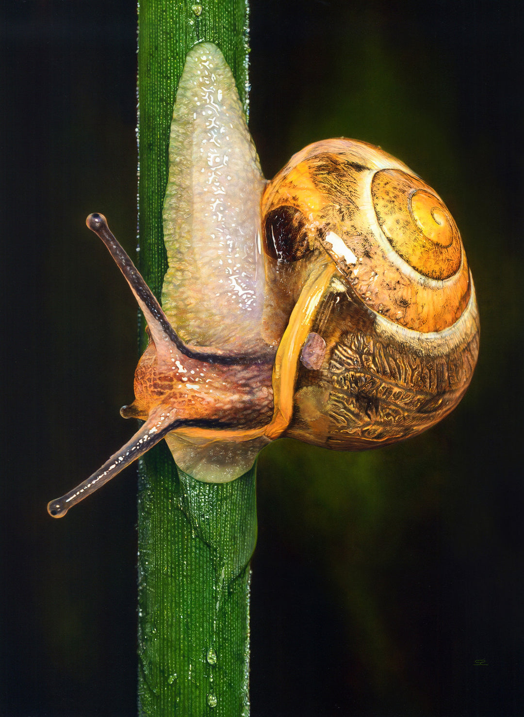 Hyperrealistic oil painting of a snail climbing a vertical green blade of grass, with detailed water droplets and a richly textured amber-and-brown shell. The snail’s translucent body glistens under the light, revealing intricate markings and lifelike reflections.