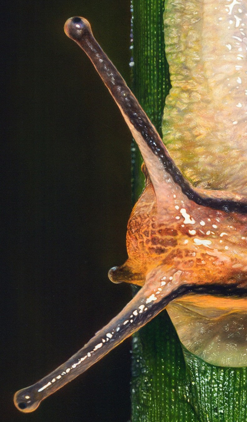 Hyperrealistic oil painting of a snail climbing a vertical green blade of grass, with detailed water droplets and a richly textured amber-and-brown shell. The snail’s translucent body glistens under the light, revealing intricate markings and lifelike reflections.
