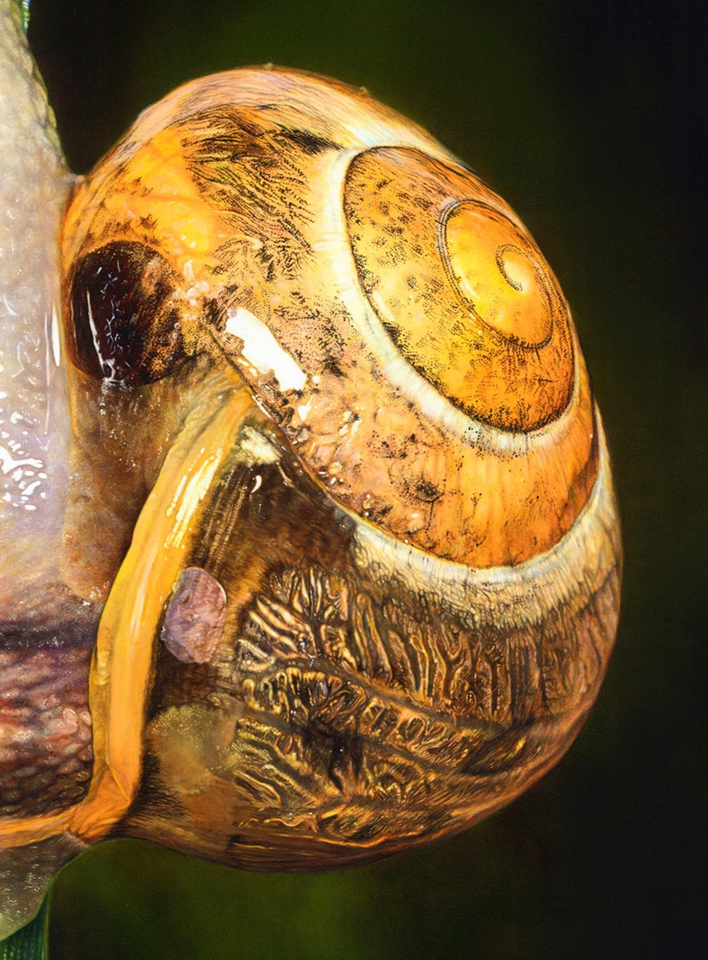 Hyperrealistic oil painting of a snail climbing a vertical green blade of grass, with detailed water droplets and a richly textured amber-and-brown shell. The snail’s translucent body glistens under the light, revealing intricate markings and lifelike reflections.