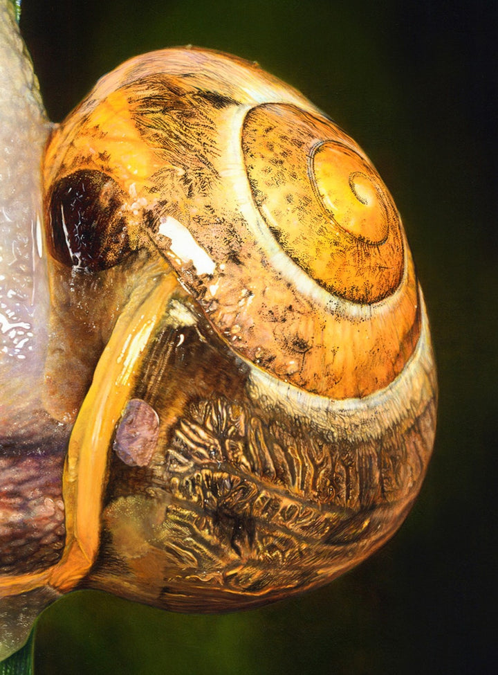 Hyperrealistic oil painting of a snail climbing a vertical green blade of grass, with detailed water droplets and a richly textured amber-and-brown shell. The snail’s translucent body glistens under the light, revealing intricate markings and lifelike reflections.
