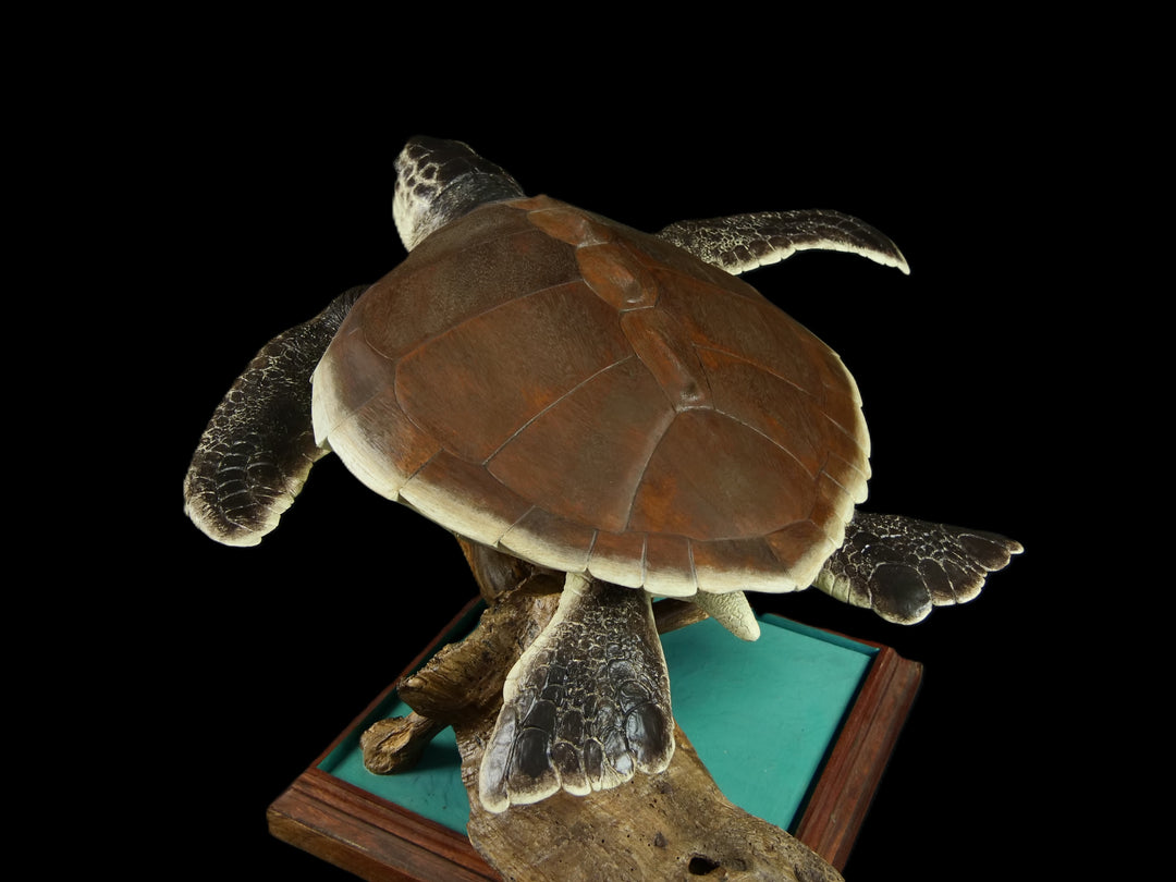 A sculptural representation of a Kemp’s Ridley sea turtle, gliding gracefully on a driftwood-style oak base. The sculpture features a hand-textured clay body with intricate surface detail, rich umber and sand-toned head markings, and a smooth oak shell that evokes aged patina and ocean-worn textures. On a black background