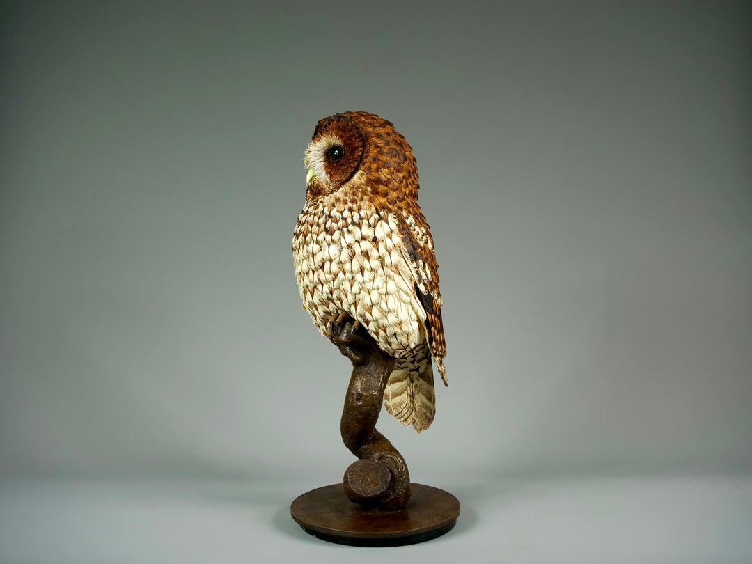 Nocturne tawny owl sculpture by Jamie Lord with layered archival paper feathers and cold cast bronze base on branch