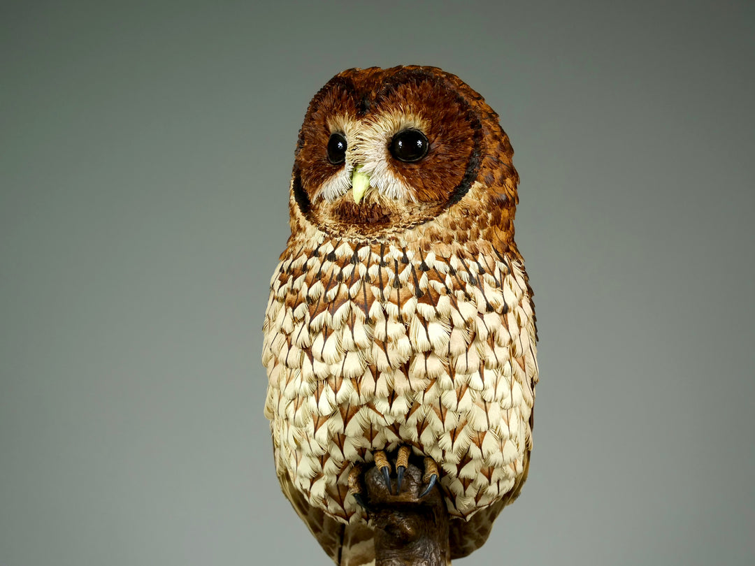 Nocturne tawny owl sculpture by Jamie Lord with layered archival paper feathers and cold cast bronze base on branch