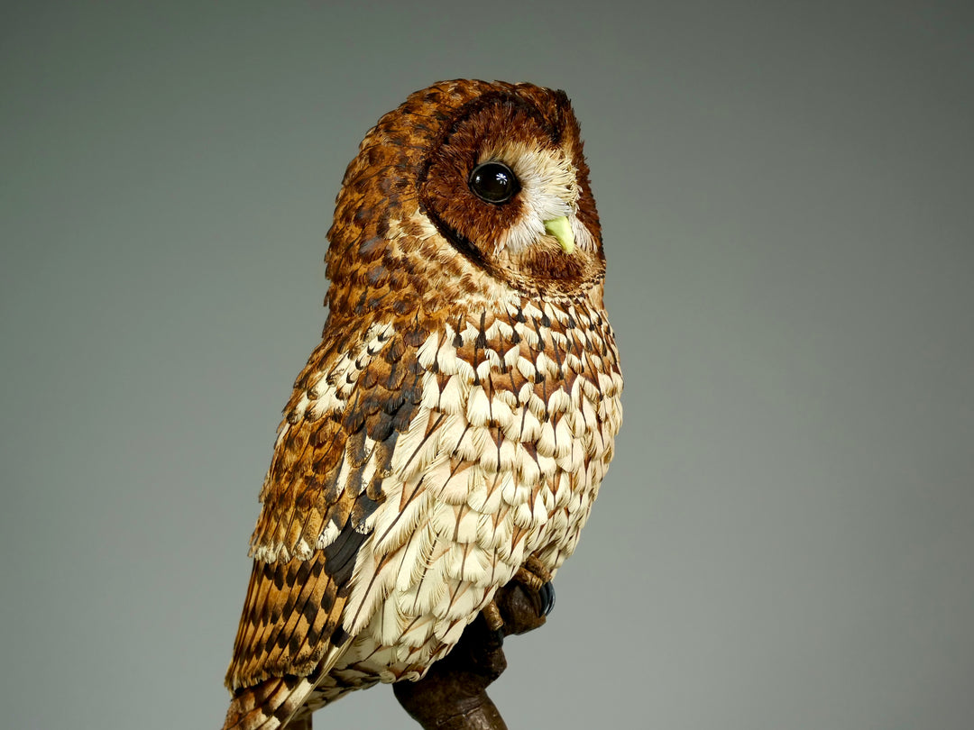 Nocturne tawny owl sculpture by Jamie Lord with layered archival paper feathers and cold cast bronze base on branch