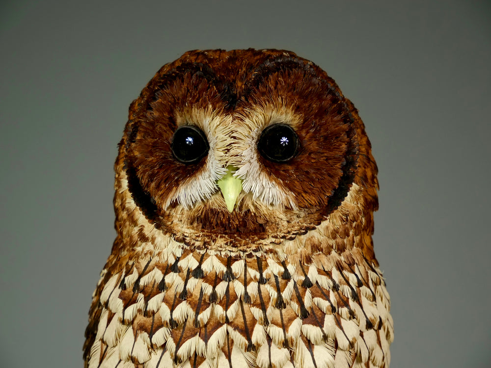 Nocturne tawny owl sculpture by Jamie Lord with layered archival paper feathers and cold cast bronze base on branch