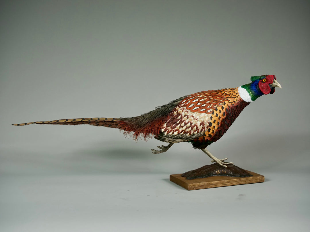 Running pheasant sculpture by Jamie Lord with layered hand-cut archival paper feathers on oak base, mixed media British wildlife artwork from The Collective Collection wall art