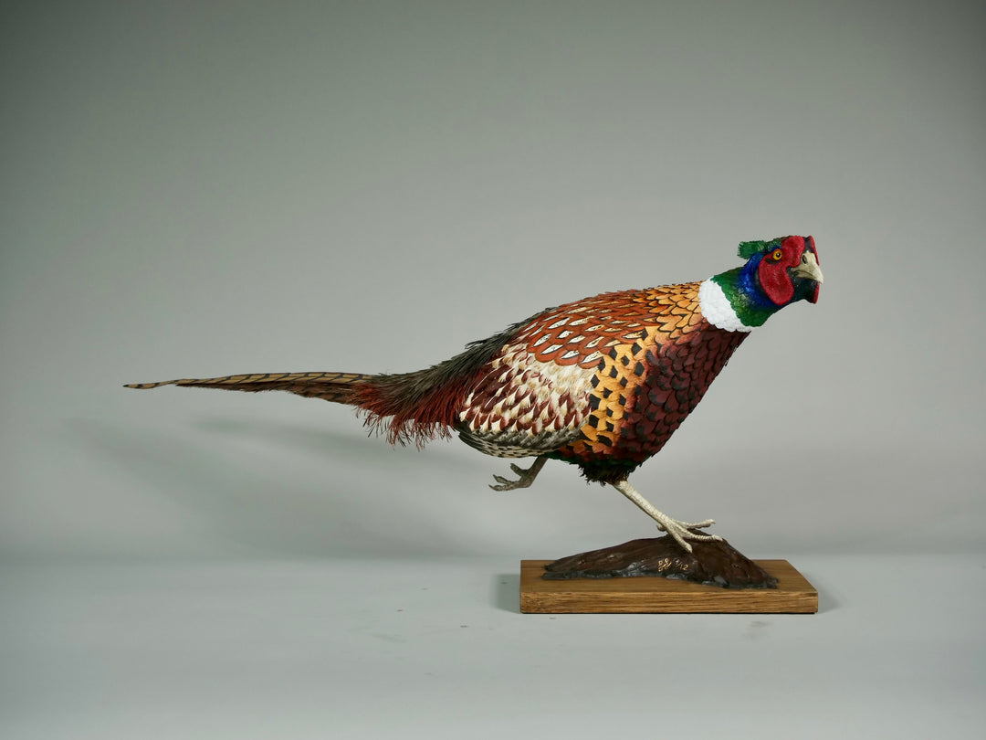 Running pheasant sculpture by Jamie Lord with layered hand-cut archival paper feathers on oak base, mixed media British wildlife artwork from The Collective Collection wall art