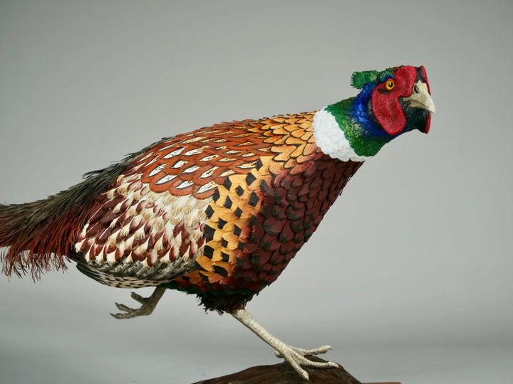 Running pheasant sculpture by Jamie Lord with layered hand-cut archival paper feathers on oak base, mixed media British wildlife artwork from The Collective Collection wall art