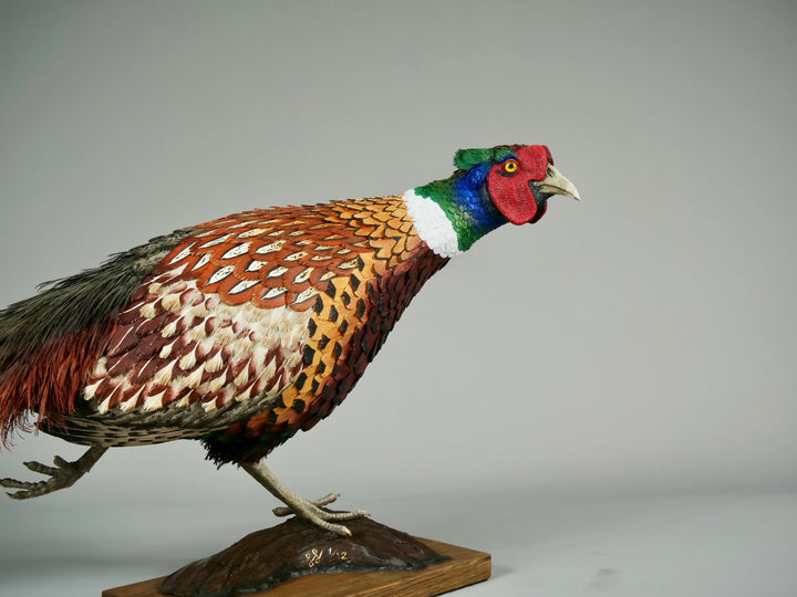 Running pheasant sculpture by Jamie Lord with layered hand-cut archival paper feathers on oak base, mixed media British wildlife artwork from The Collective Collection wall art