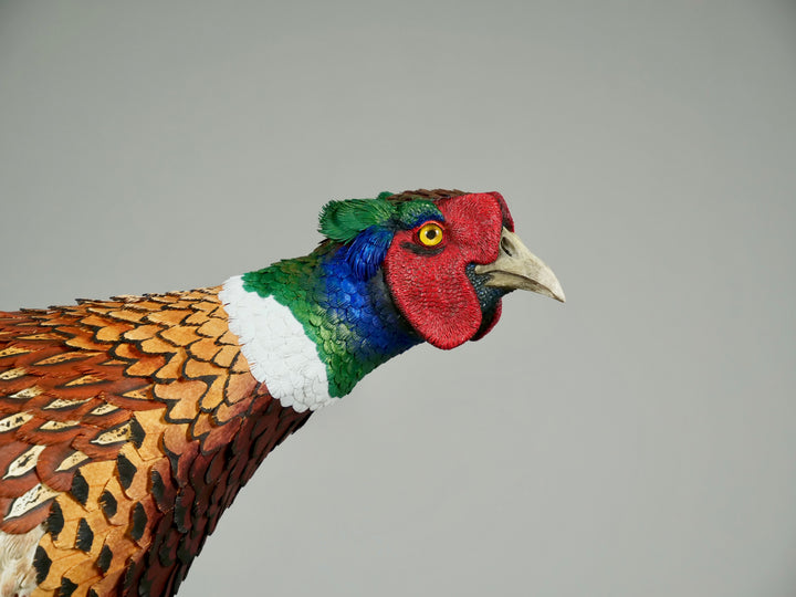 Running pheasant sculpture by Jamie Lord with layered hand-cut archival paper feathers on oak base, mixed media British wildlife artwork from The Collective Collection wall art
