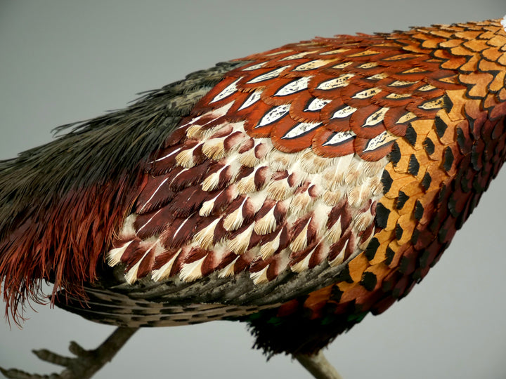 Running pheasant sculpture by Jamie Lord with layered hand-cut archival paper feathers on oak base, mixed media British wildlife artwork from The Collective Collection wall art