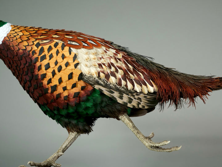 Running pheasant sculpture by Jamie Lord with layered hand-cut archival paper feathers on oak base, mixed media British wildlife artwork from The Collective Collection wall art