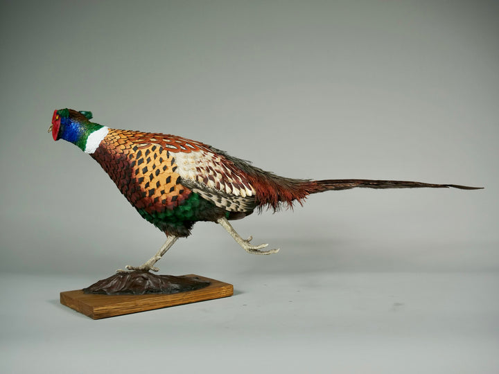 Running pheasant sculpture by Jamie Lord with layered hand-cut archival paper feathers on oak base, mixed media British wildlife artwork from The Collective Collection wall art