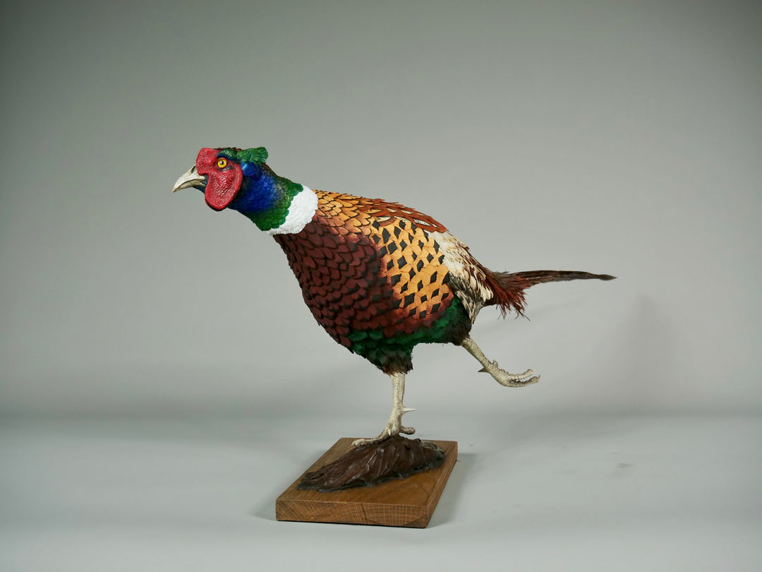 Running pheasant sculpture by Jamie Lord with layered hand-cut archival paper feathers on oak base, mixed media British wildlife artwork from The Collective Collection wall art