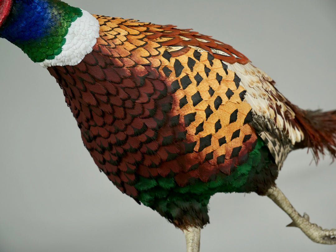 Running pheasant sculpture by Jamie Lord with layered hand-cut archival paper feathers on oak base, mixed media British wildlife artwork from The Collective Collection wall art