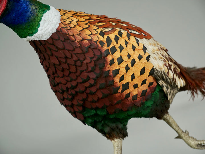 Running pheasant sculpture by Jamie Lord with layered hand-cut archival paper feathers on oak base, mixed media British wildlife artwork from The Collective Collection wall art