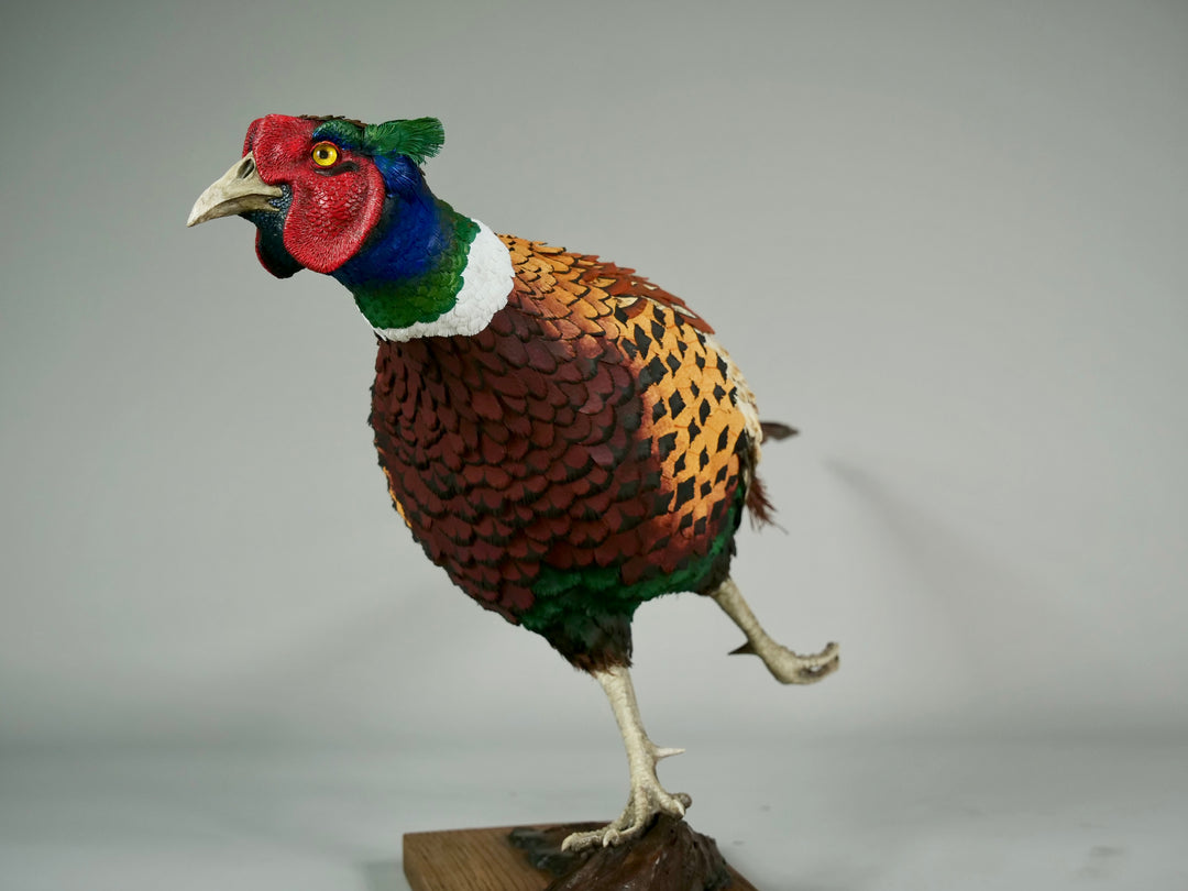Running pheasant sculpture by Jamie Lord with layered hand-cut archival paper feathers on oak base, mixed media British wildlife artwork from The Collective Collection wall art