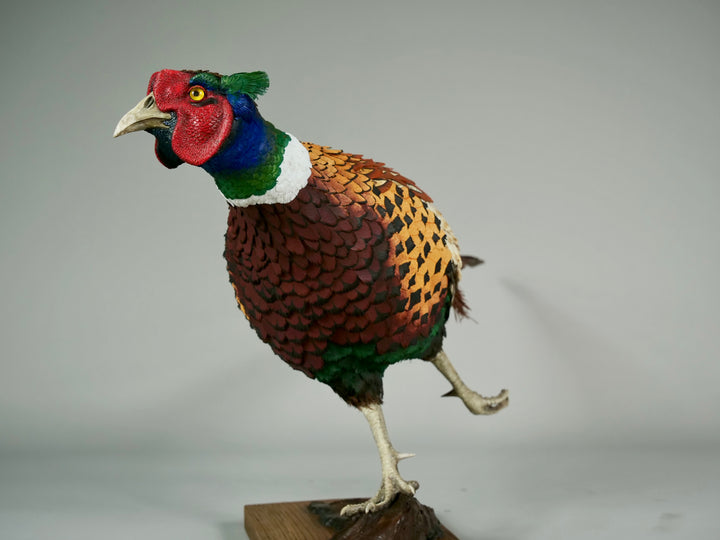 Running pheasant sculpture by Jamie Lord with layered hand-cut archival paper feathers on oak base, mixed media British wildlife artwork from The Collective Collection wall art